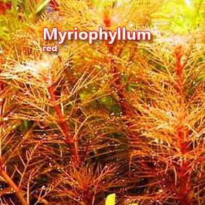 Myriophyllum red